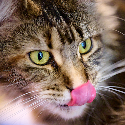 Cattus : le Maine Coon polydactyle