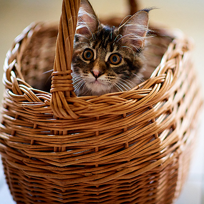 Le caractère du Maine Coon