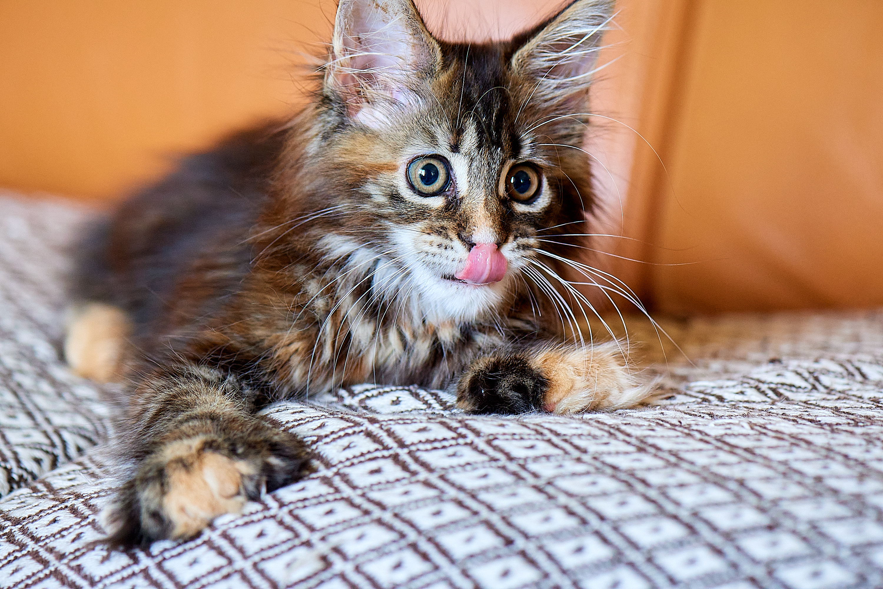 Cattus, nos chatons de race Maine Coon