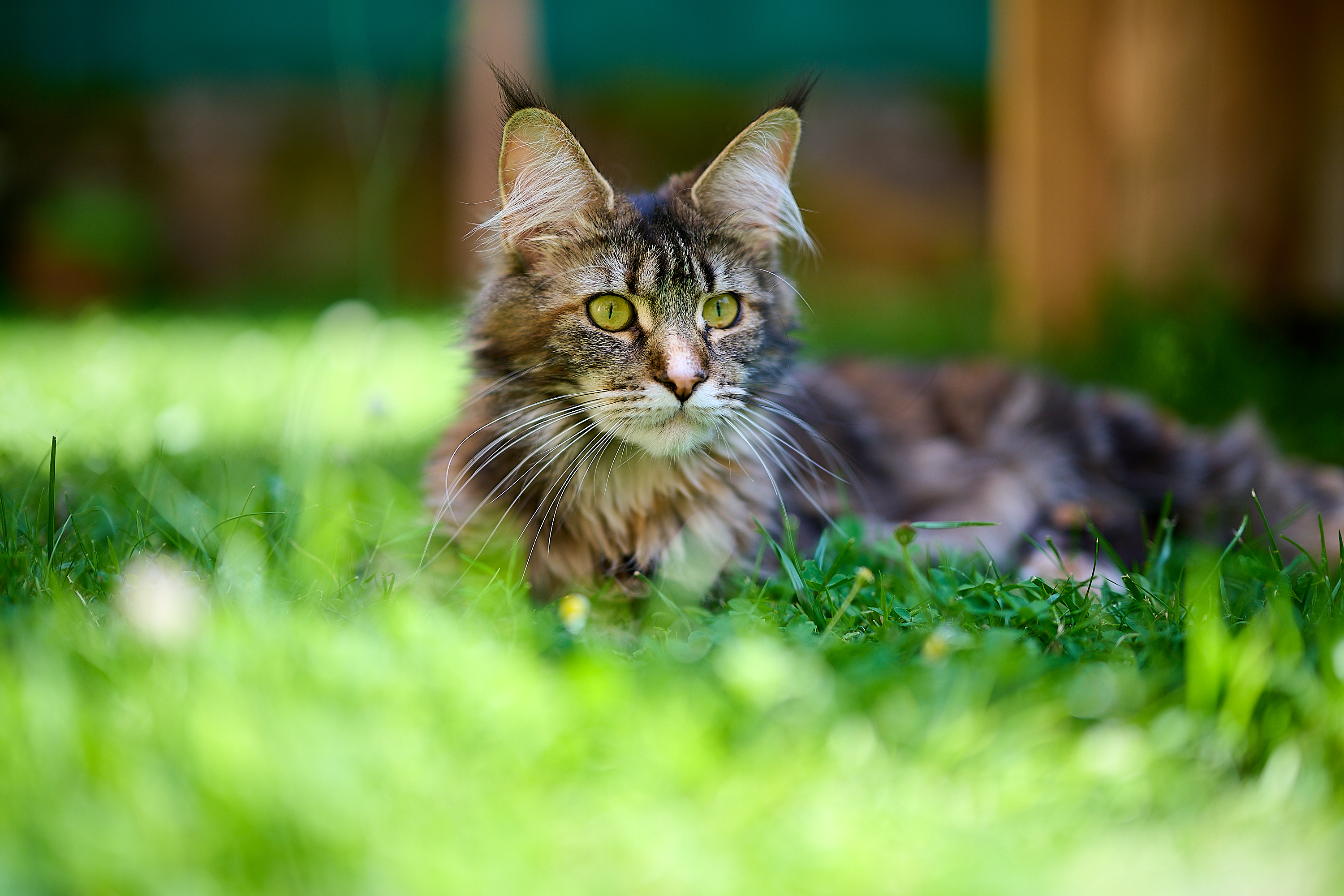 Cattus, chatterie familiale de Maine Coon en Mayenne