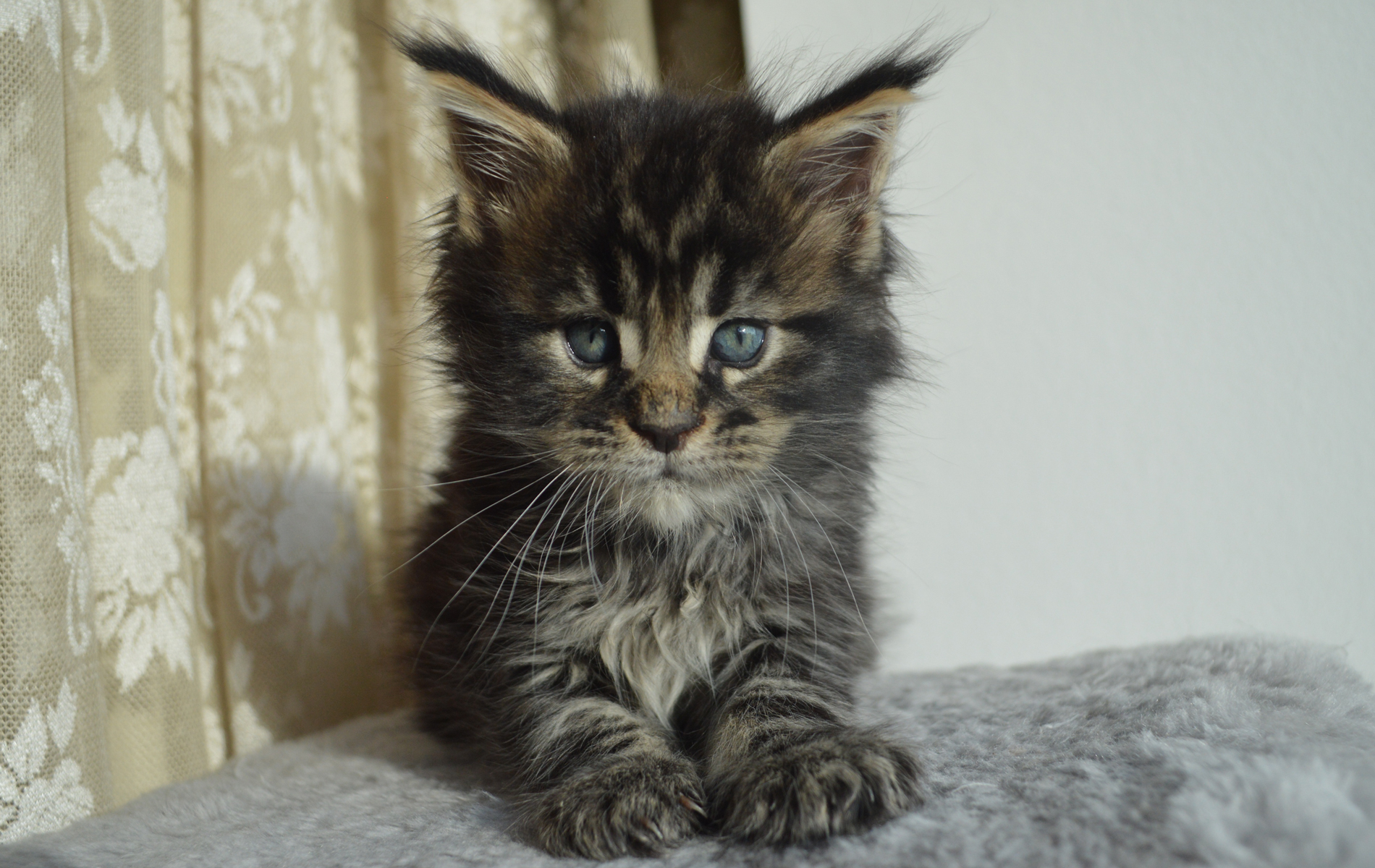 Chaton Maine Coon Brown Blotched Tabby