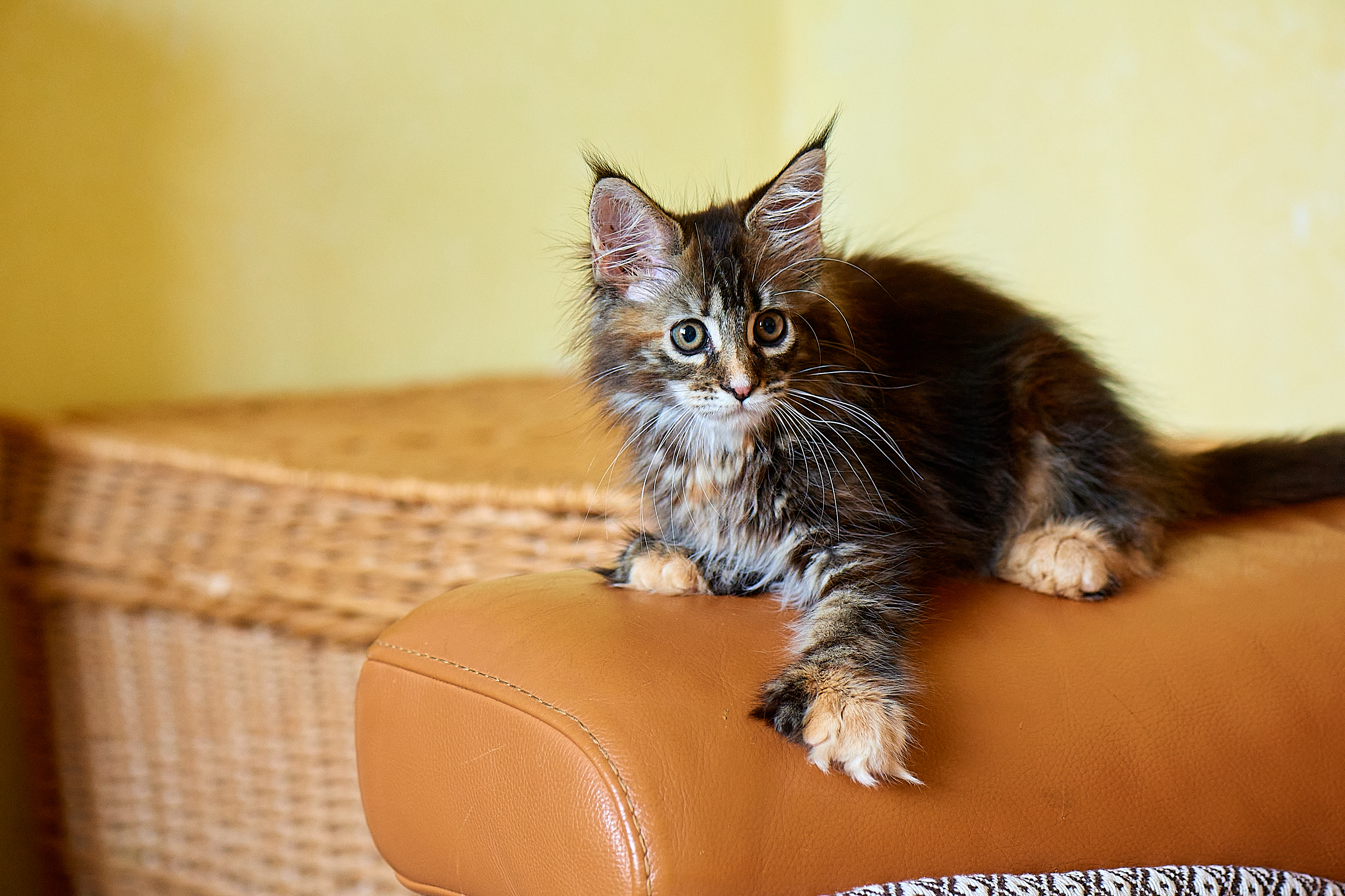 Cattus, comment accueillir un chaton Maine Coon