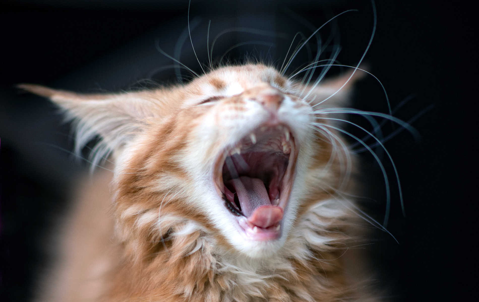 Chaton Maine Coon Ginger