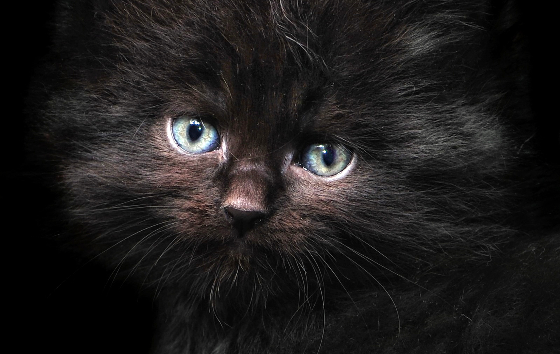 Chaton Maine Coon noir