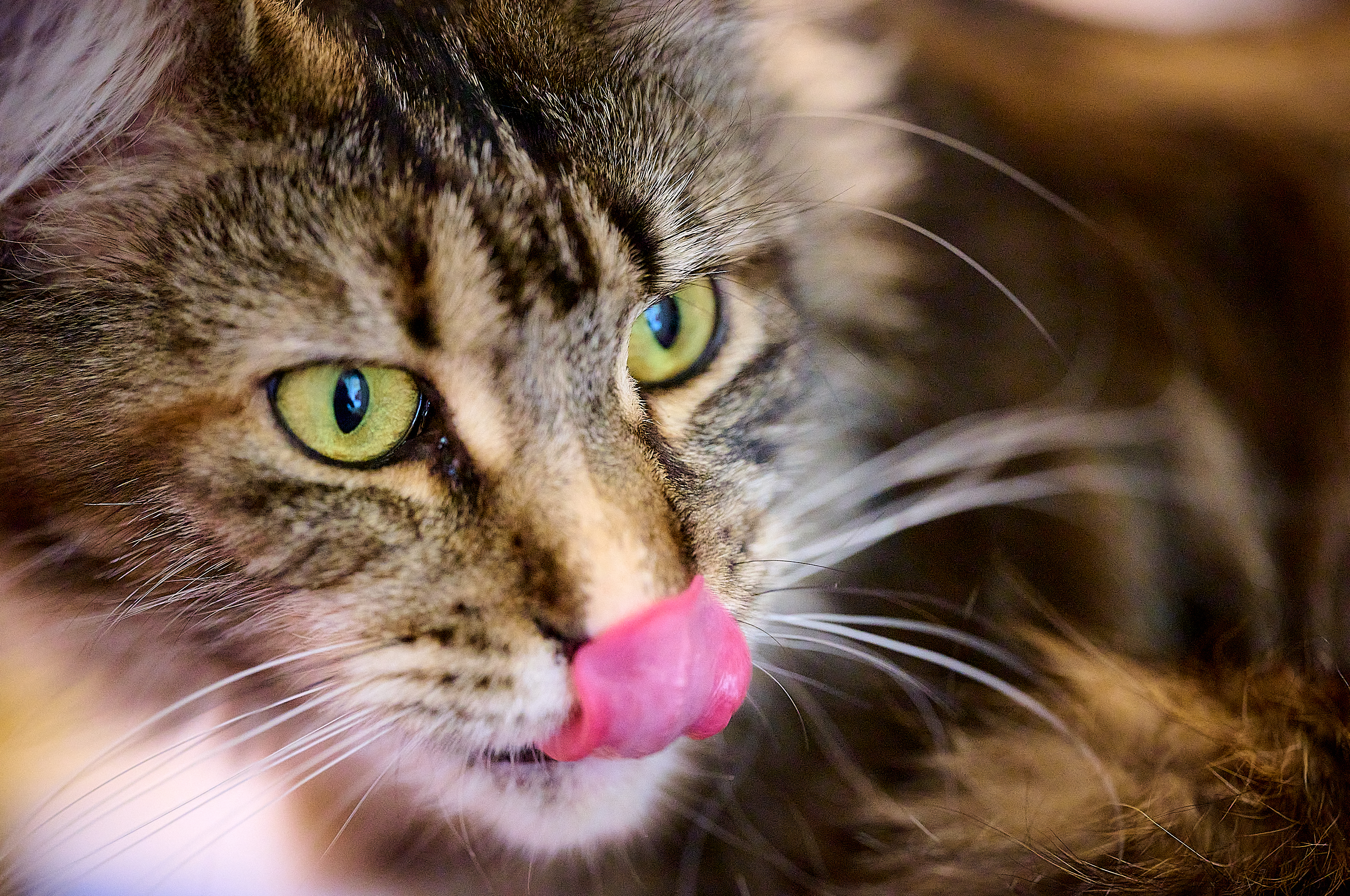 Cattus, l'alimentation et comment nourrir un Maine Coon