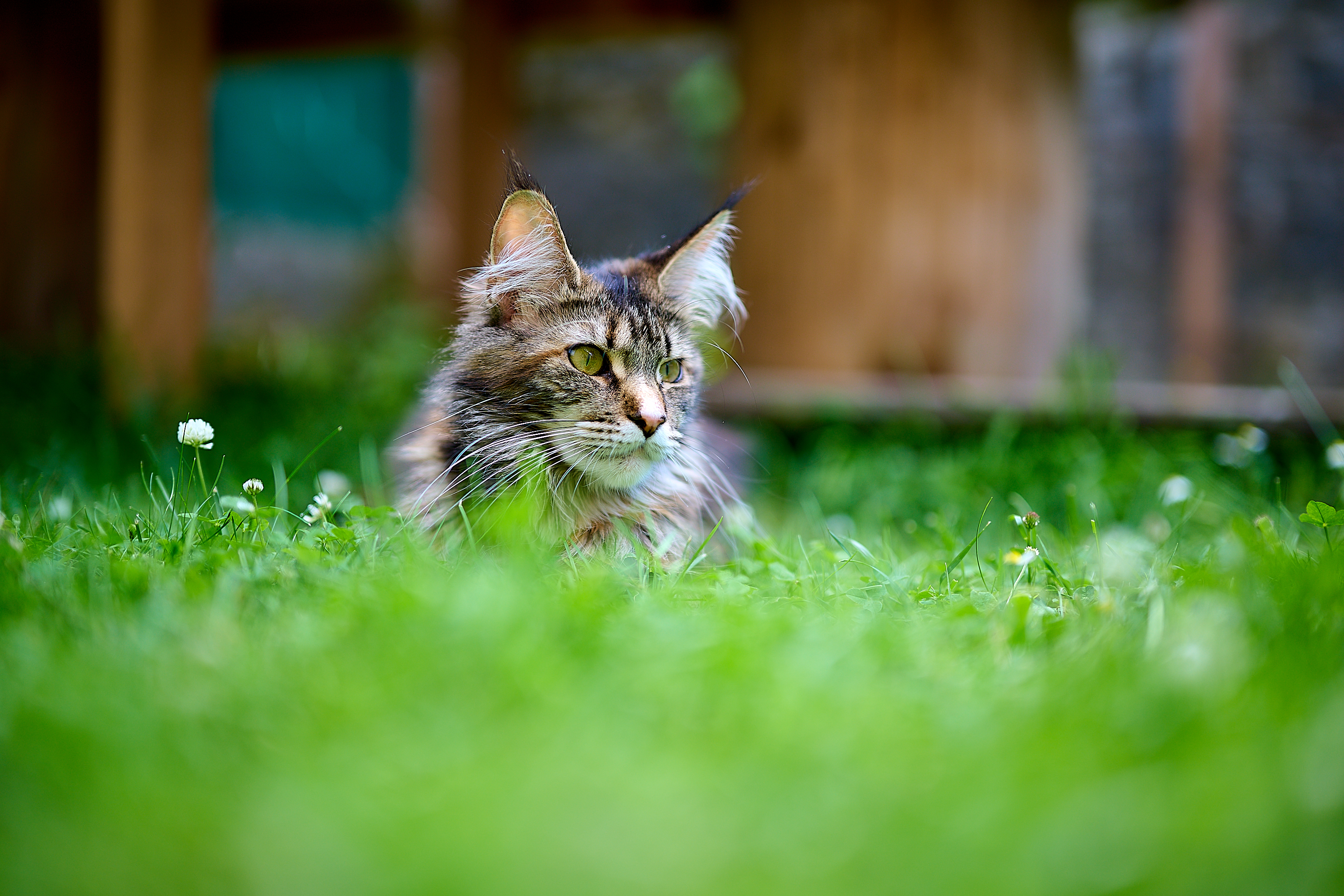 Cattus, produits et aliments toxiques pour les chats