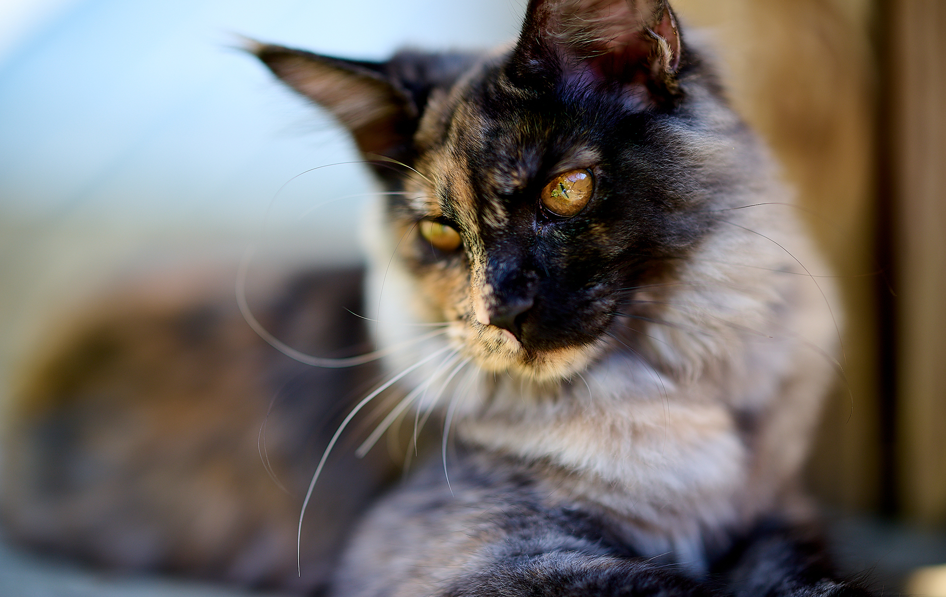 Cattus, bibliographie autour du Maine Coon