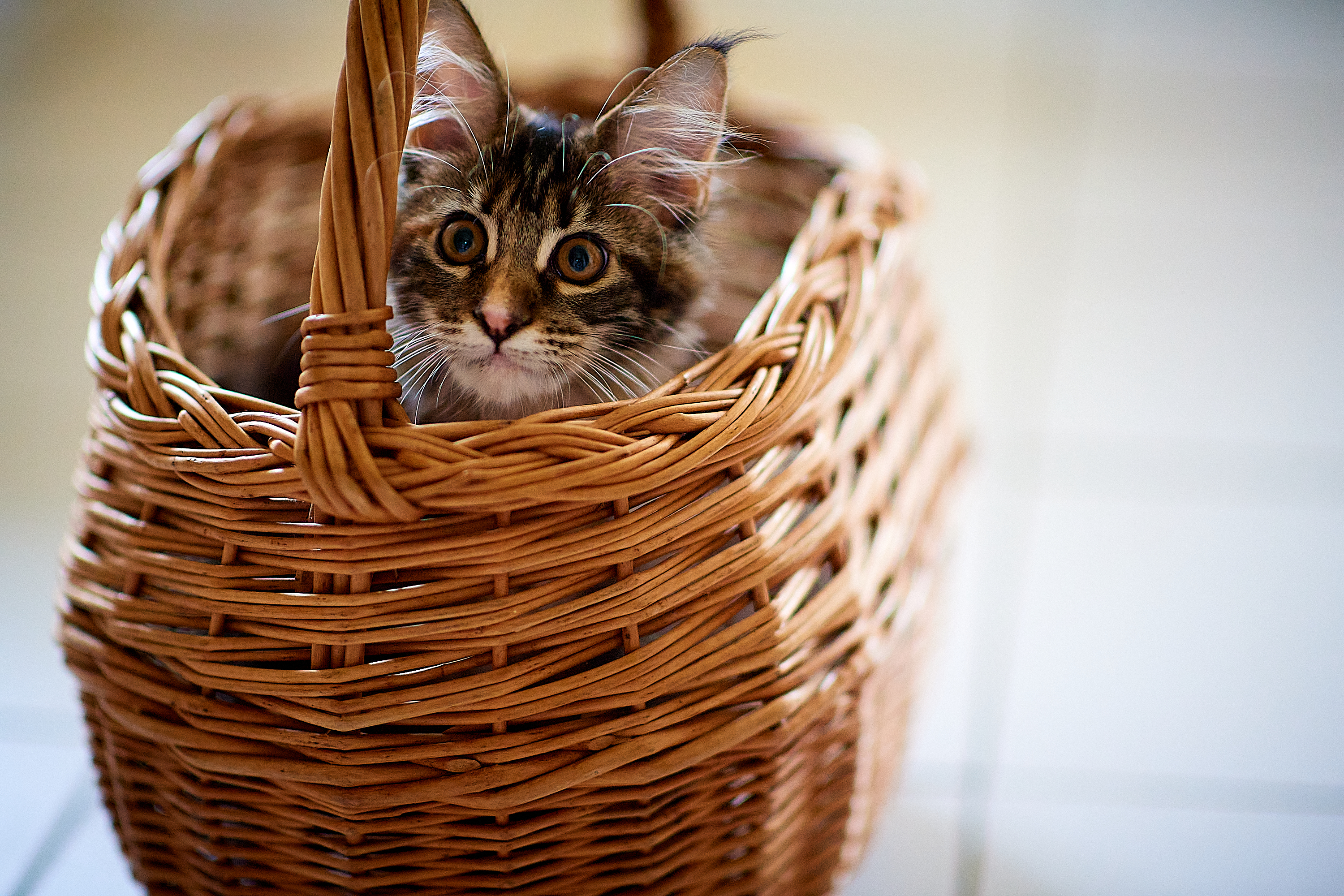 Cattus : le caractère du Maine Coon