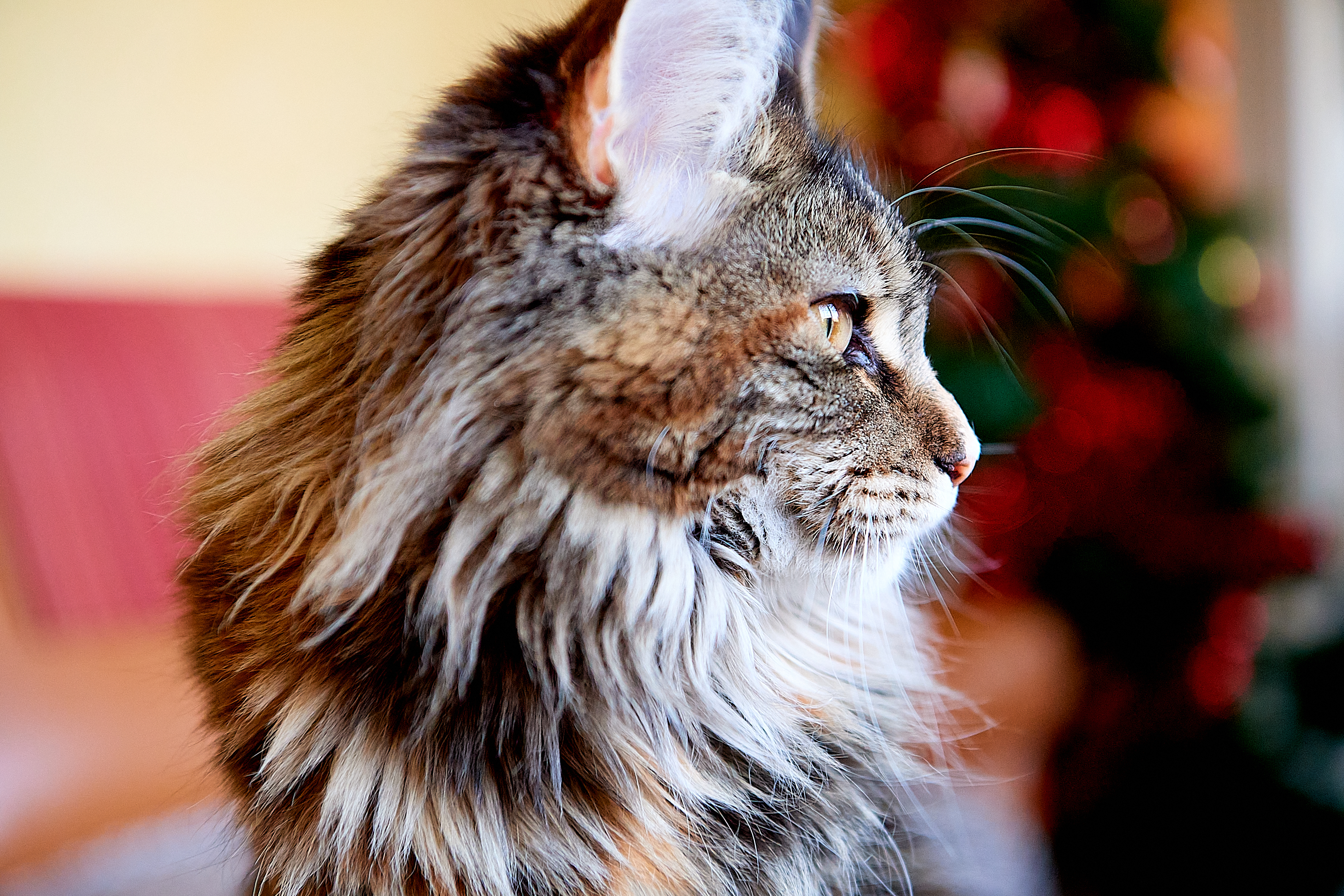 Cattus, le corps du Maine Coon