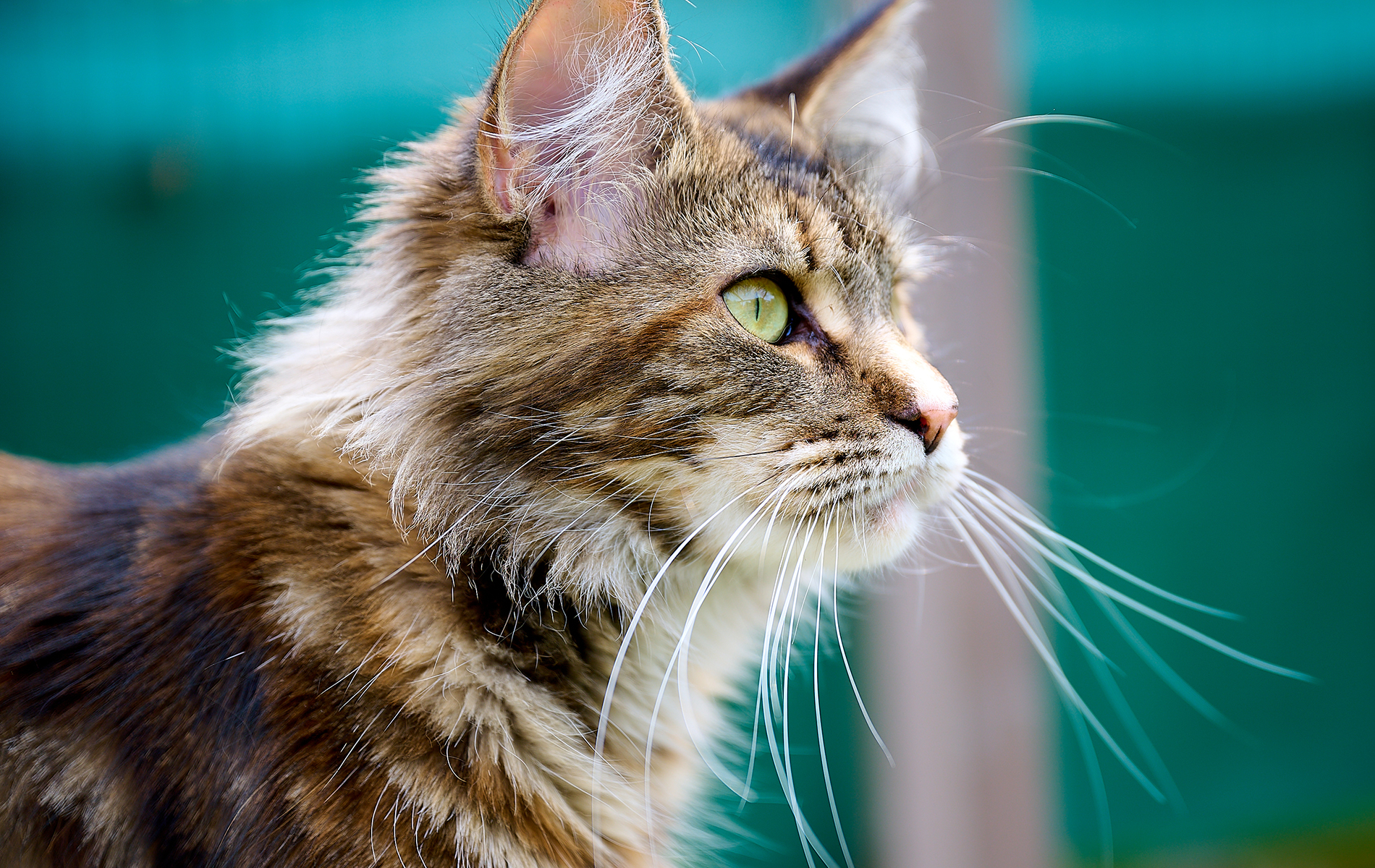 Cattus, ressources autour du Maine Coon